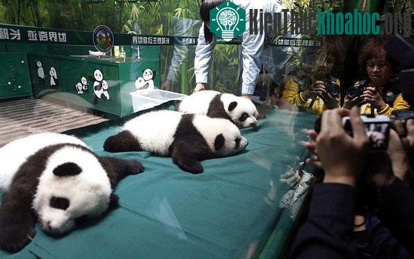 Lúc mới sinh, ba chú gấu trúc chỉ nặng khoảng 0,22 - 0,35kg...