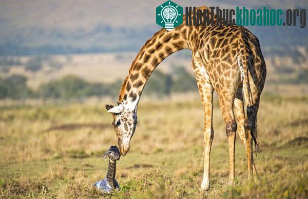 Sau những giây phút kiên nhẫn chờ đợi, hươu mẹ nhẹ nhàng dụi đầu và liếm láp đứa con.