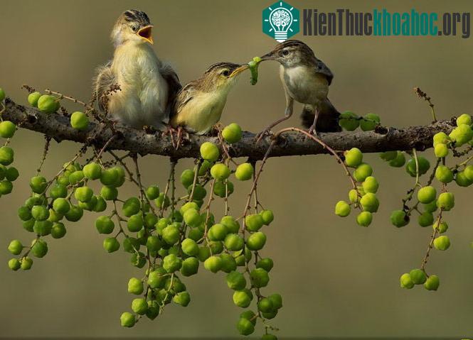 Tình thương của mẹ. Ảnh chụp ở Jakarta, Indonesia - (Ảnh: Cherly Jong)