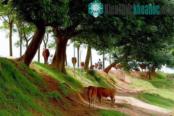 Con đê đầu làng tại thôn Phú Lễ, huyện Thạch Thất.