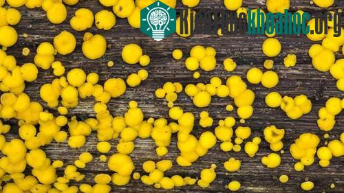 Bisporella citrina