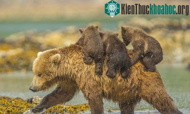Chùm ảnh: Gấu mẹ cõng gấu con băng qua suối