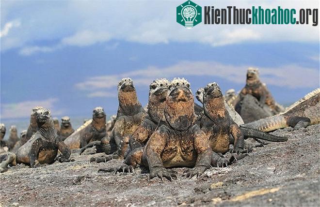 Chúng là loài gần như vô hại với con người và các sinh vật khác sống trên bãi biển.