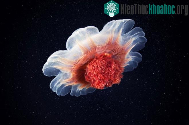 Cyanea capillata là loài sứa lớn nhất thế giới mà con người ghi nhận. Đường kính mũ sứa đạt 2,1m với các xúc tu có thể đạt chiều dài tới 36,5 m. Chúng sống ở những vùng biển lạnh giá như phía bắc T...