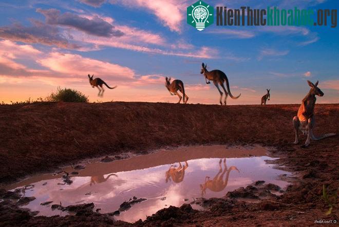 ức ảnh “Đàn Kangaroo uống nước trong hoàng hôn” của Theos Allofs người Đức.