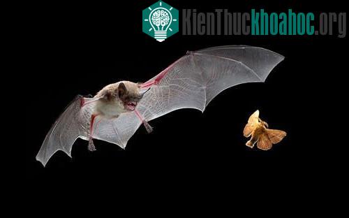 Một con dơi nâu săn đuổi bướm đêm. Cảnh tượng được ghi lại bởi nhiếp ảnh gia Michael Durham.
