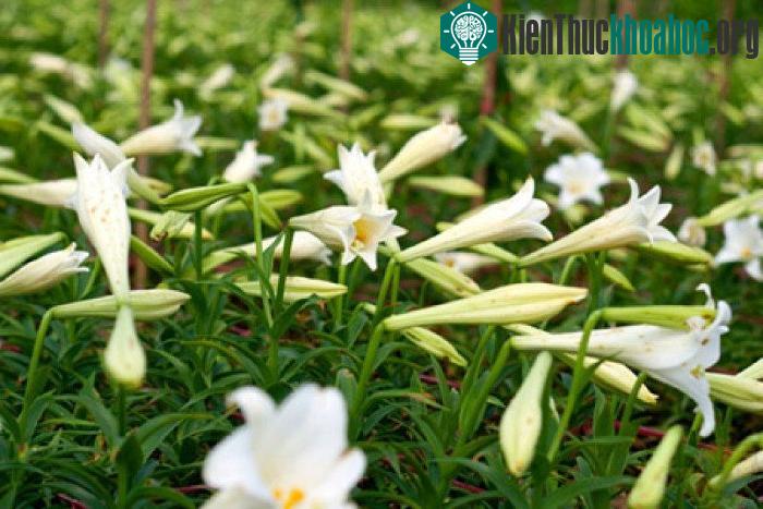 Để hoa nở đúng dịp, những nhà vườn thường trồng vào dịp tháng 9-10 âm lịch.