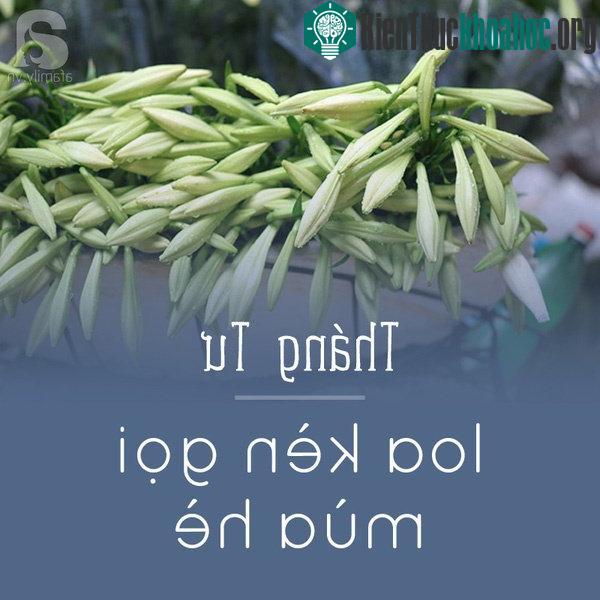 Những ngày cuối tháng 3, đầu tháng 4, Hà Nội bỗng đẹp dịu dàng bởi sắc trắng tinh khôi của những bông loa kèn được những cô hàng mang vào phố trên những chuyến xe hoa tuyệt đẹp. Loa kèn không rực r...