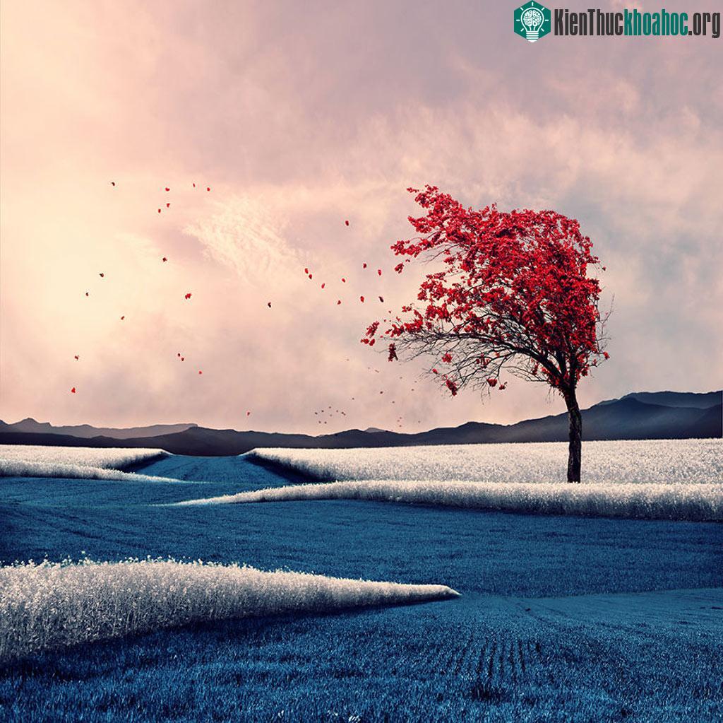 Red Tree - Một cây lá đỏ rực đứng trơ trọi giữa đồng trống làm mình liên tưởng tới