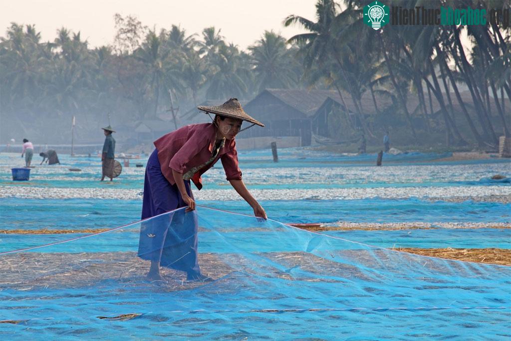Người dân làng chài Ngapali ở Rakhine phơi lưới.