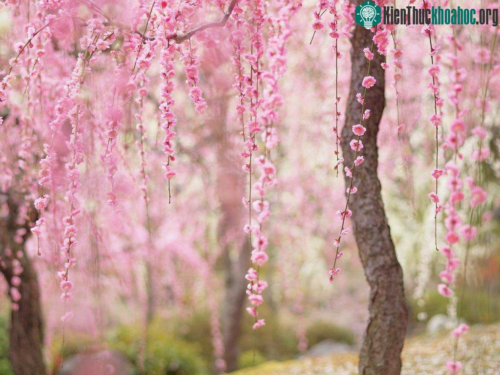 Chuyện kể rằng ngày xưa ở xứ Phù Tang, thời chưa có hoa anh đào, có một người con gái xinh đẹp đem lòng yêu thương người võ sĩ đạo tài giỏi vốn là đệ tử của cha nàng. Anh là một Samurai kiêu hùng l...