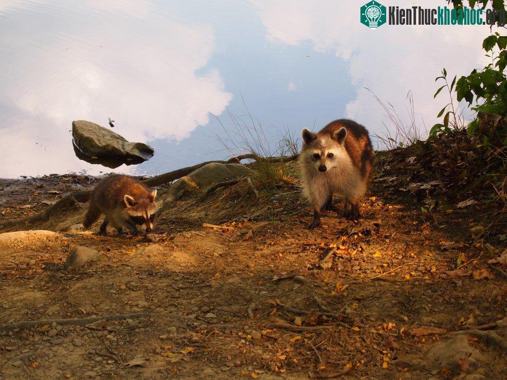 Vật thể bay UFO. (Ảnh: Raccoon)