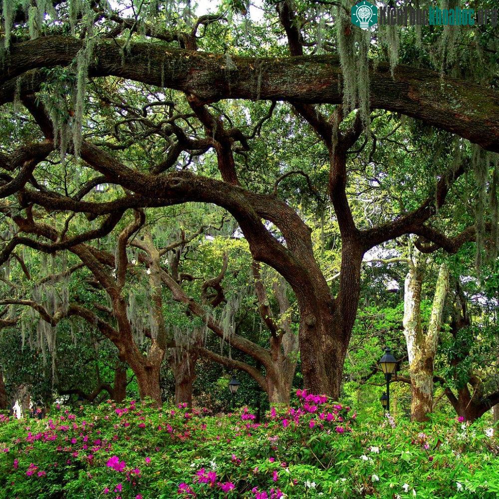 Savannah, Georgia