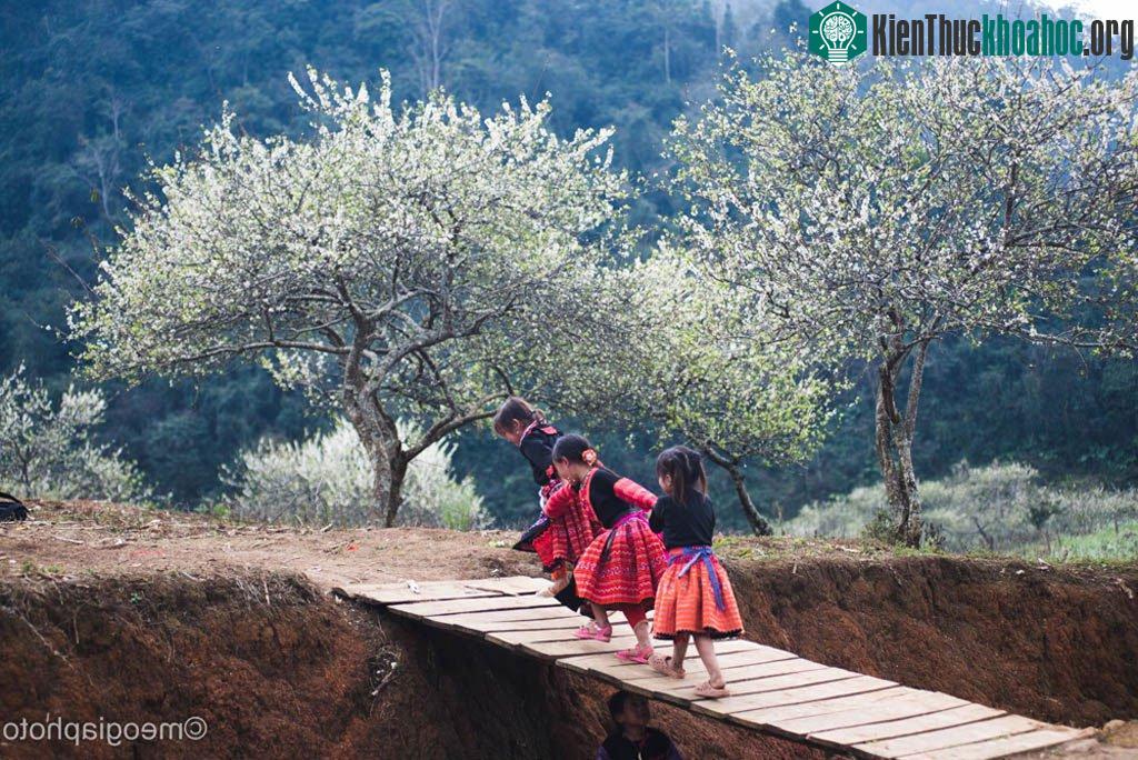 Những đứa trẻ nô đùa dưới những tán mận trắng tinh khôi.