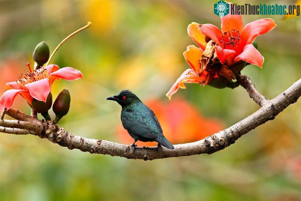 Những cánh chim mùa xuân ảnh 4
