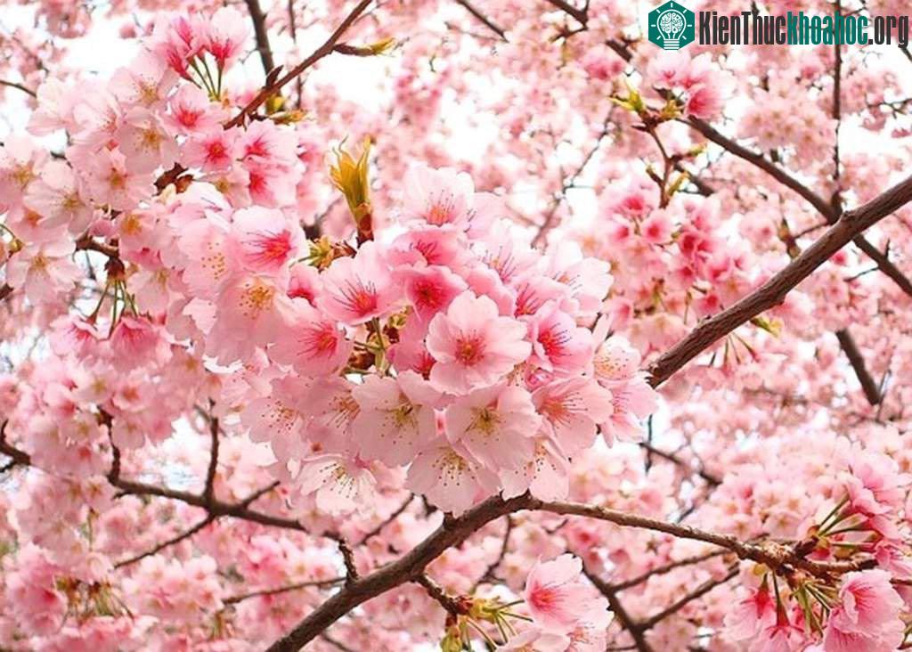 Ở nơi đó, có2 vị thần tên là Trà và Uất Lũy trú ngụ ở trên cây hoa đào khổng lồ này.