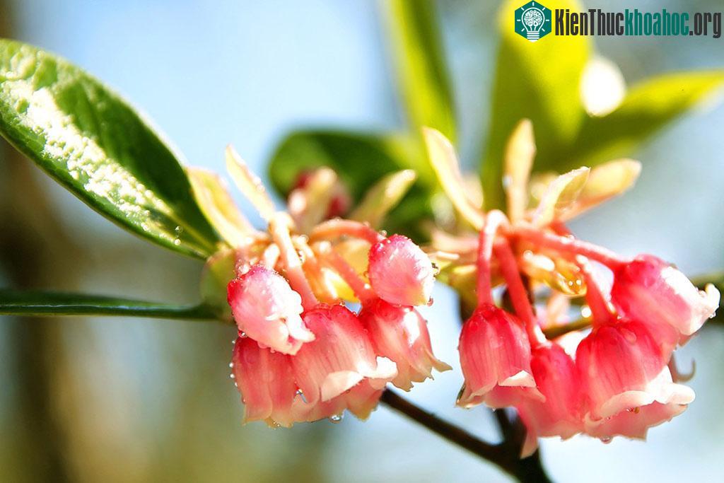 Thời điểm hoa nở rộ, nhuộm hồng đỉnh Bà Nà mờ sương là từ tháng một đến tháng 5.