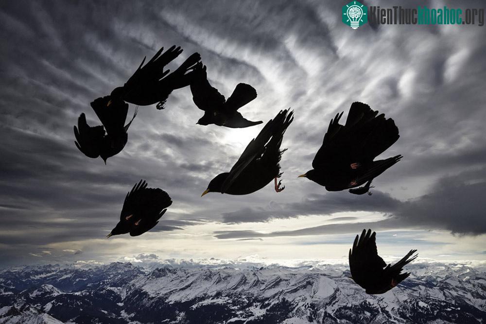 Acrobats of the Air