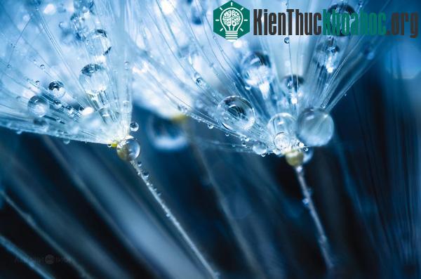 Ngắm hạt giống hoa lung linh trong sương sớm