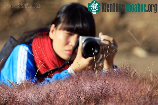 Đồi cỏ hồng thơ mộng ở Đà Lạt