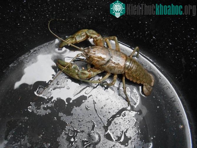 Con tôm sông nằm trong cái lọ, nhưng nhìn kĩ thấy giống hơn cảnh như một quái vật