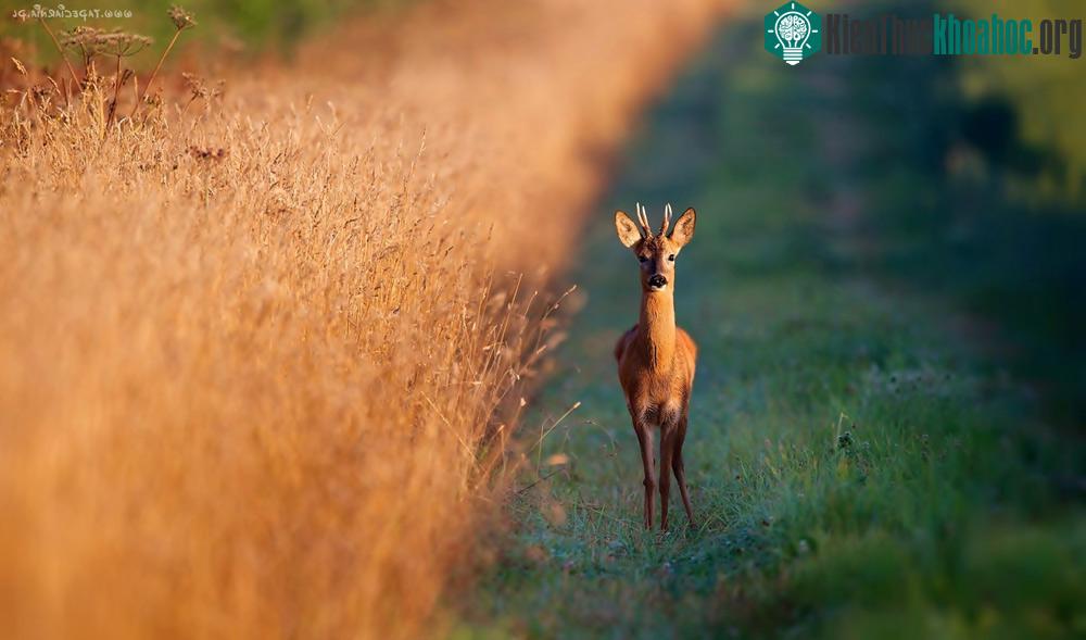 Chút tò mò - Tác giả: Mark Bridger. Hình ảnh chú hươu con với đôi mắt ngơ ngác như đang tò mò về người chụp ảnh.