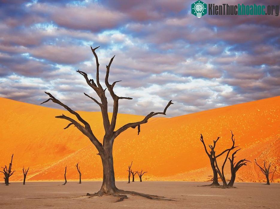 Công viên Namib Naukluft, Namibia: Những trảng cát đỏ rực và cây khô khẳng khiu khiến Namibia có cảnh tượng như trên sao Hỏa.
