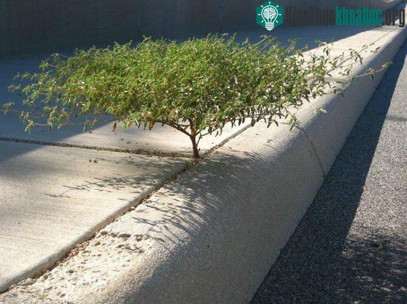 Giữa khe hở của xi măng một cây nhỏ đã lách vào mà vươn lên