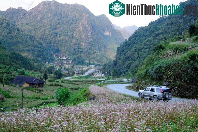Hà Giang rực rỡ mùa hoa tam giác mạch