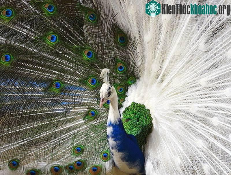 Những động vật "đột biến" hiếm gặp
