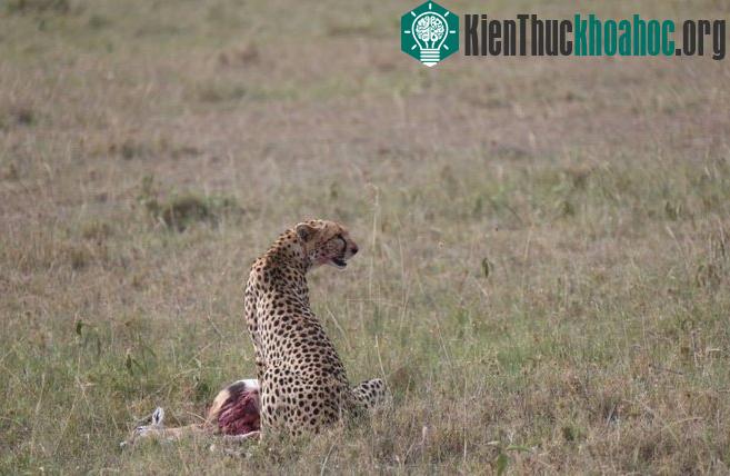 Cuộc chiến sinh tồn trên đồng cỏ Kenya- ảnh 5