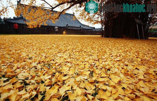 Biển lá vàng từ cây rẻ quạt 1.400 tuổi