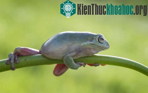 Sau 10 phút, con ếch leo được lên cành cây và nghỉ ngơi.