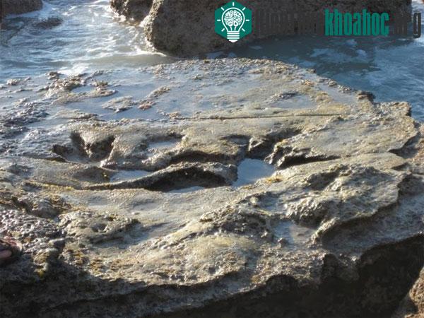 Vào kỷ Phấn trắng, thị trấn Broome từng là một vùng đồng bằng rộng màu mỡ với những con sông lớn giàu phù sa, là một môi trường sống l‎ý tưởng của khủng long. Từ những dấu chân in lại trên đá, ...