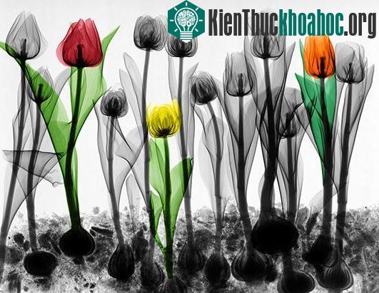Những đóa hoa tulip