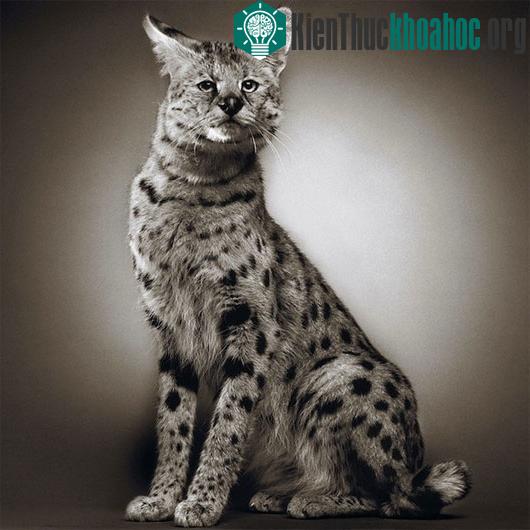 Linh miêu Á-Âu (Lynx lynx) đã từng bị coi là tuyệt chủng trong tự nhiên tại Slovenia và Croatia. Đến năm 1973, dự án tái định cư linh miêu đã được khởi động ở một số nước và dần thu được thành công