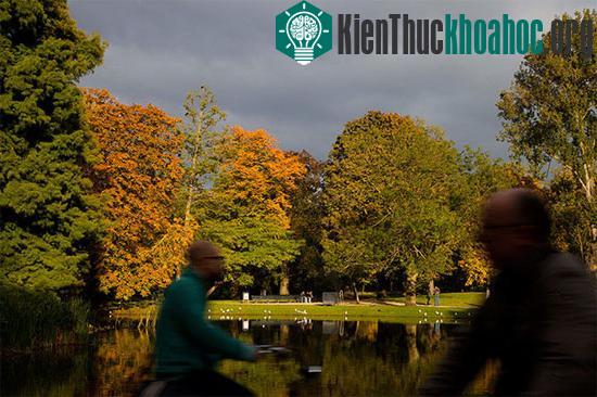Cảnh những người đạp xe đạp đi làm ngang qua công viên Vondelpark ở Amsterdam, Hà Lan. Công viên rộng 47 ha này đón mỗi năm 10 triệu lượt du khách tới để xem kịch ngoài trời và các lễ hội ẩm thực.