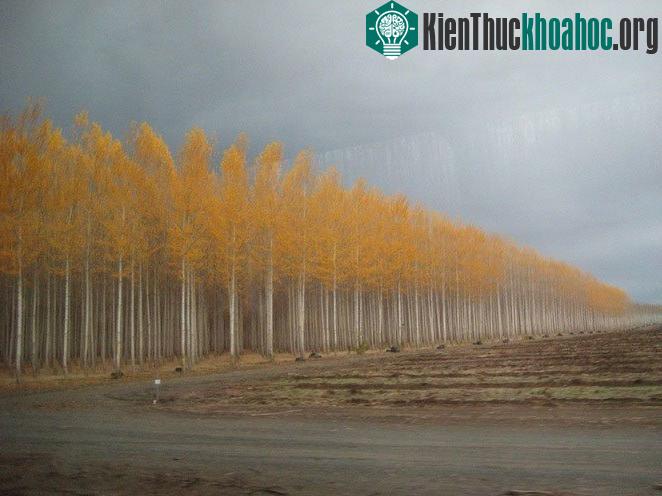 Trang trại Boardman chỉ là một trong nhiều trang trại của GreenWood Resources, còn nhiều trang trại khác ở Bắc Mỹ, Nam Mỹ và cả Trung Quốc. Tuy nhiên Boardman là nơi du khách dễ dàng tới tham quan ...