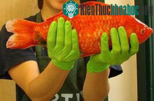 Một con cá vàng khổng lồ, với cân nặng gần 2kg, được tìm thấy tại Hồ Tahoe, California.