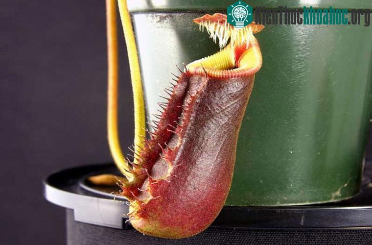 Nepenthes lowii-cây Toilet. Chất bài tiết có vị ngọt và dính của nó đã thu hút cả loài chuột chù cây. Nó thậm chí còn tiêu hóa được cả phân chim rơi vào trong lá.