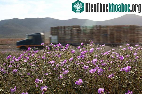 Sa mạc khô cằn "sống dậy" phủ đầy hoa hồng