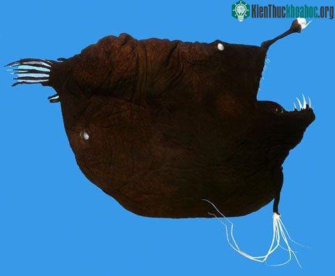 Những con cá kỳ dị nhất hành tinh ảnh 5
