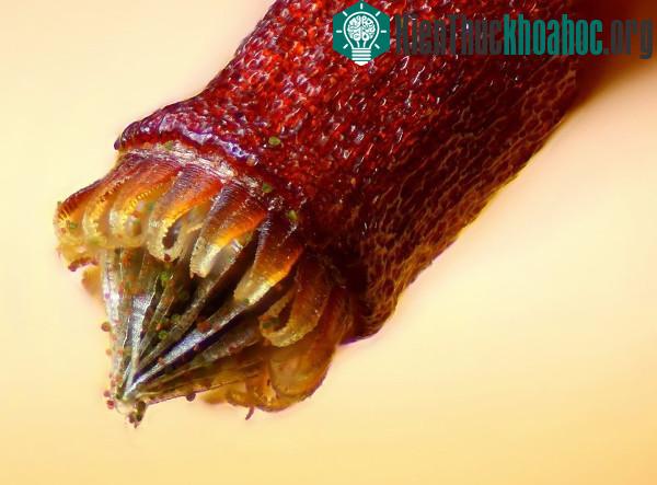 Những tác phẩm đáng kinh ngạc dưới góc nhìn của kính hiển vi