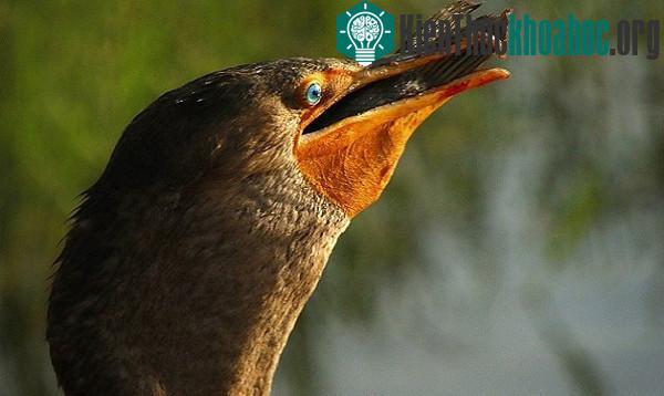 Chim cốc nuốt chửng cá hỏa tiễn dài nửa mét