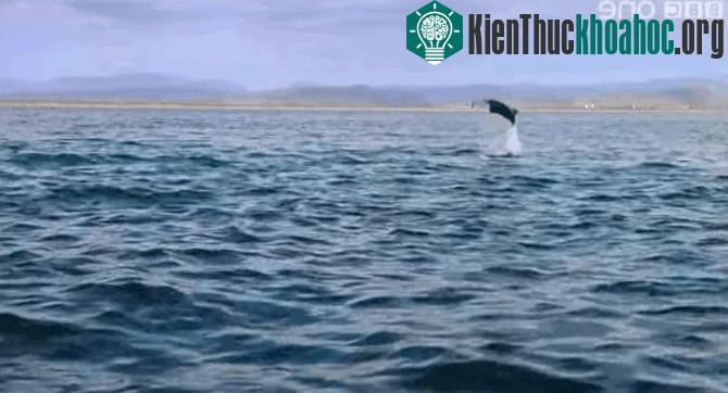 Những bức ảnh thú vị ghi lại cảnh cá đuối bay lên không trung
