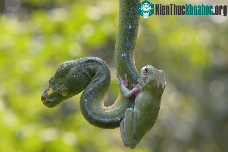 Thót tim xem ếch cả gan leo cổ trăn khổng lồ
