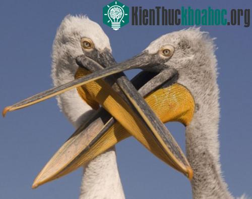 Chùm ảnh: Cuộc đấu sống còn của động vật hoang dã