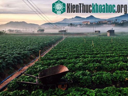 Ngỡ ngàng vẻ đẹp hút hồn của Đà Lạt trong mây