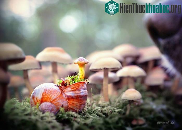Ngắm chùm ảnh đẹp như thiên thần của ốc sên
