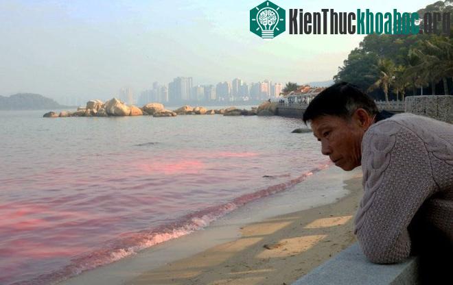 Ngoài ra, số lượng các trang trại nuôi trồng thủy sản trên biển ngày càng tăng cũng dẫn tới thay đổi môi trường sinh thái biển, gia tăng nguy cơ bùng phát thủy triều đỏ, ông Tạ, giáo sư ngành Thủy ...